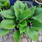 Red Racer Hosta Plants online shopping