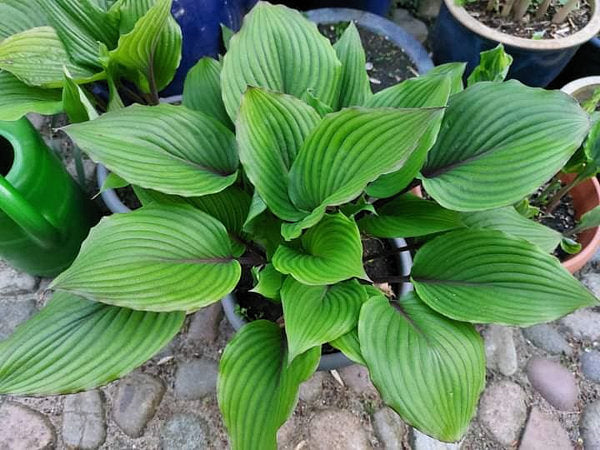 Red Racer Hosta Plants online shopping