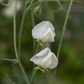 Dorothy Eckford Heirloom Sweet Pea seeds online shopping