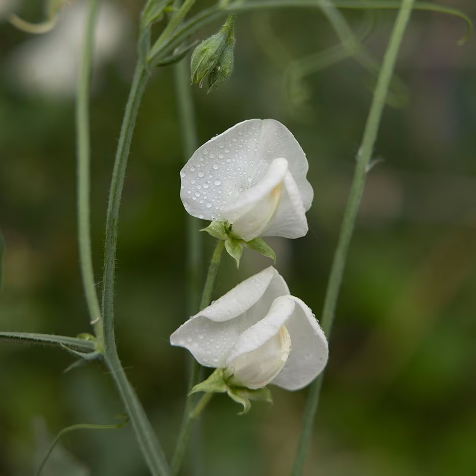 Dorothy Eckford Heirloom Sweet Pea seeds online shopping
