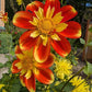 Pooh Dahlia