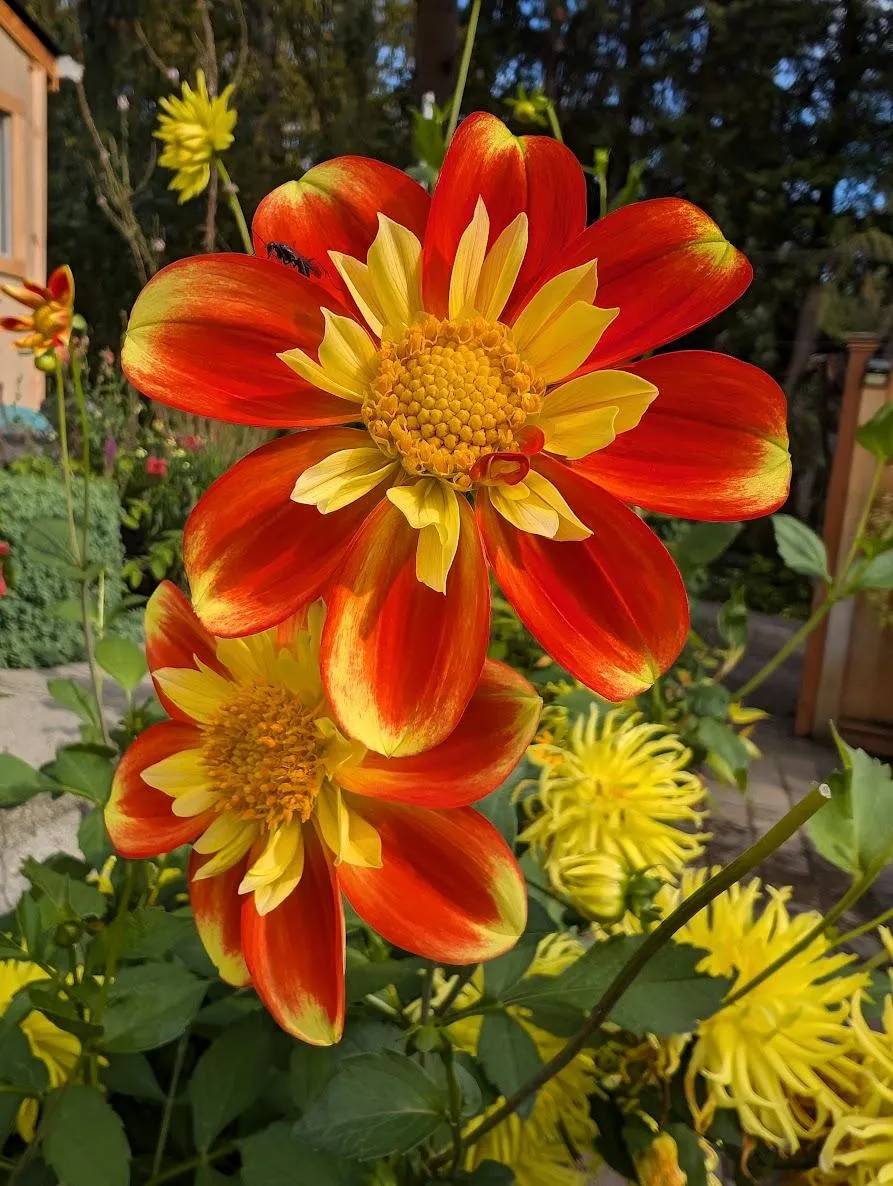Pooh Dahlia