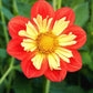 Wheels Dahlia Plants online shopping