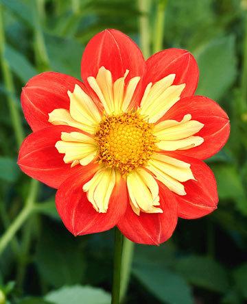 Wheels Dahlia Plants online shopping
