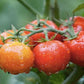 Supersweet 100 F1 Tomato