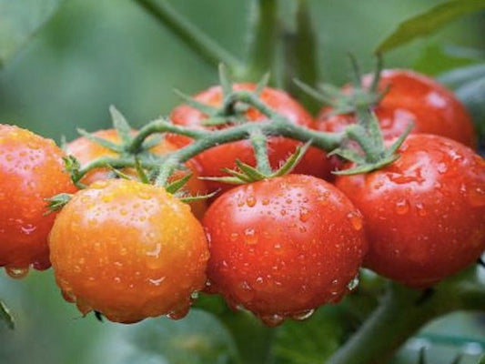 Supersweet 100 F1 Tomato Seeds online shopping