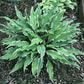 Kinky Boots Hosta Plants online shopping