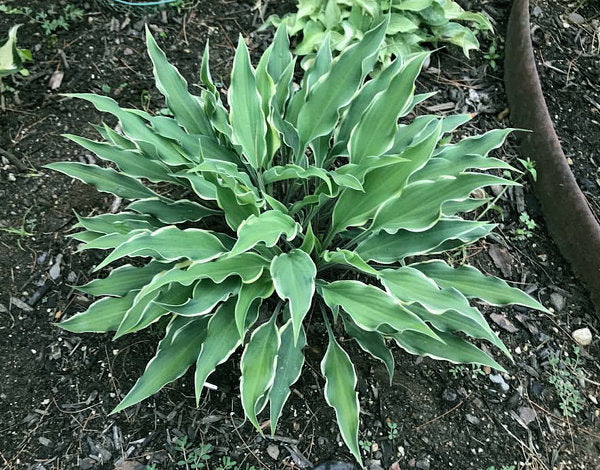 Kinky Boots Hosta Plants online shopping