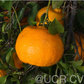 Richard's Special Mandarin Budwood citrus plant material online shopping