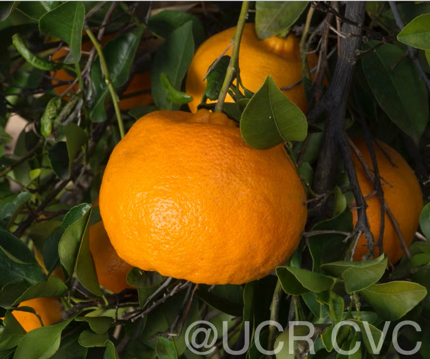 Richard's Special Mandarin Budwood citrus plant material online shopping