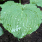 Earthquake Hosta Plants online shopping