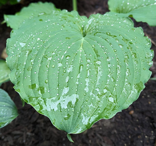 Earthquake Hosta Plants online shopping