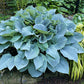 Blueberry Muffin Hosta Plants online shopping
