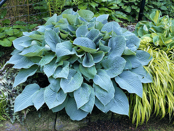 Blueberry Muffin Hosta Plants online shopping