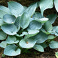 Osprey Hosta Plants online shopping
