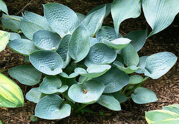 Osprey Hosta Plants online shopping