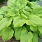 Sentimental Journey Hosta Plants online shopping