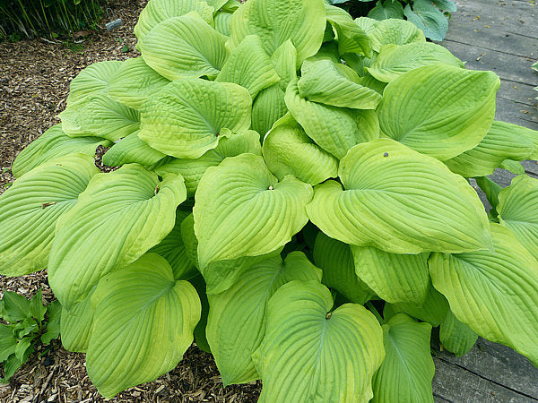 Sentimental Journey Hosta Plants online shopping