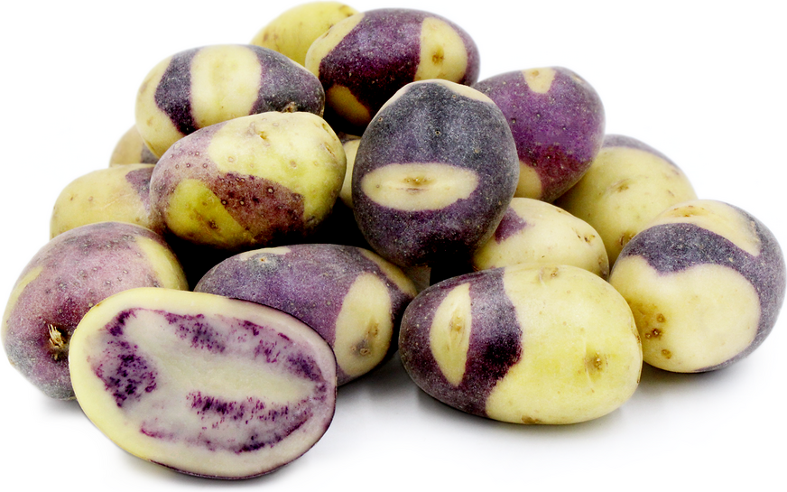 Jester Seed Potato online shopping