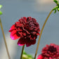 Rock Star Dahlia