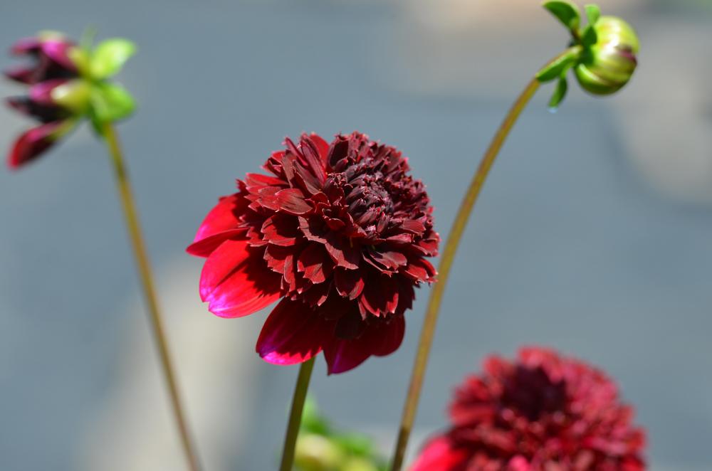 Rock Star Dahlia