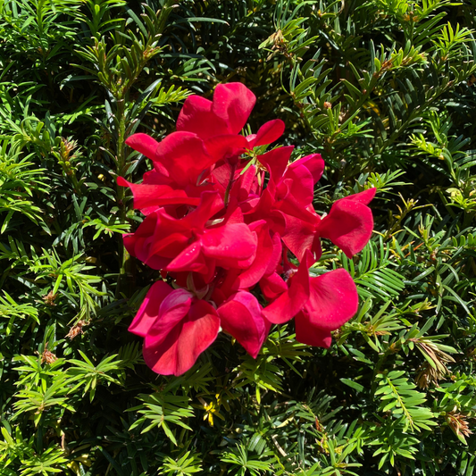 Toffee Apple Sweet Pea