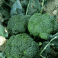 Green Magic F1 Broccoli