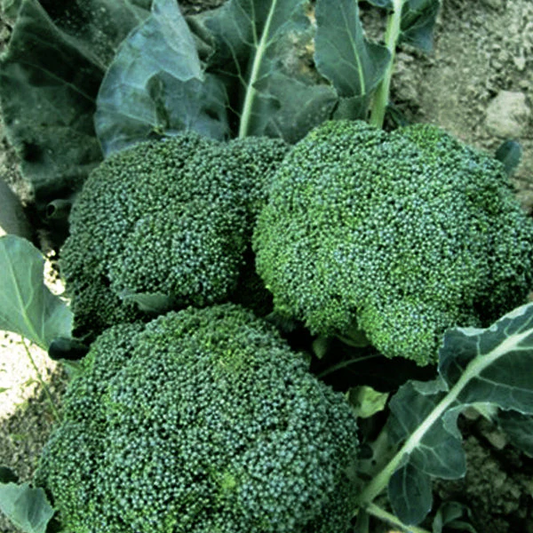 Green Magic F1 Broccoli Seeds online shopping