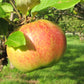 Sandow Heirloom Apple