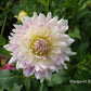 Margaret Ellen Dahlia