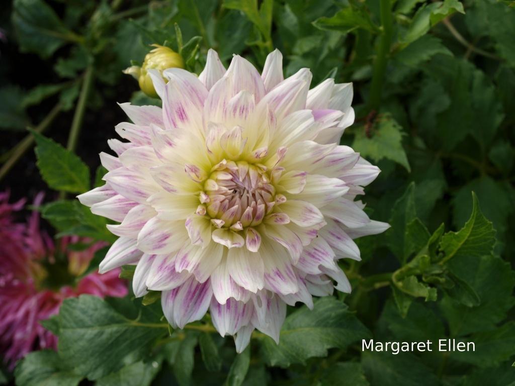 Margaret Ellen Dahlia