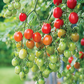 Red Racer Tomato