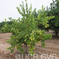 Femminello Siracusano White Flowered Lemon Budwood citrus plant material online shopping