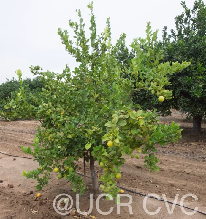 Femminello Siracusano White Flowered Lemon Budwood citrus plant material online shopping