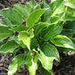 Sugar and Spice Hosta Plants online shopping