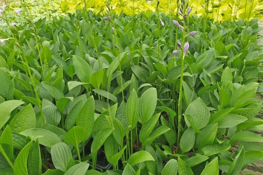 Green Necklace Hosta Plants online shopping