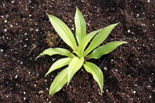 Sunlight Child Hosta