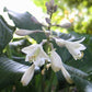 Winfield Blue Hosta Plants online shopping