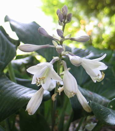 Winfield Blue Hosta Plants online shopping