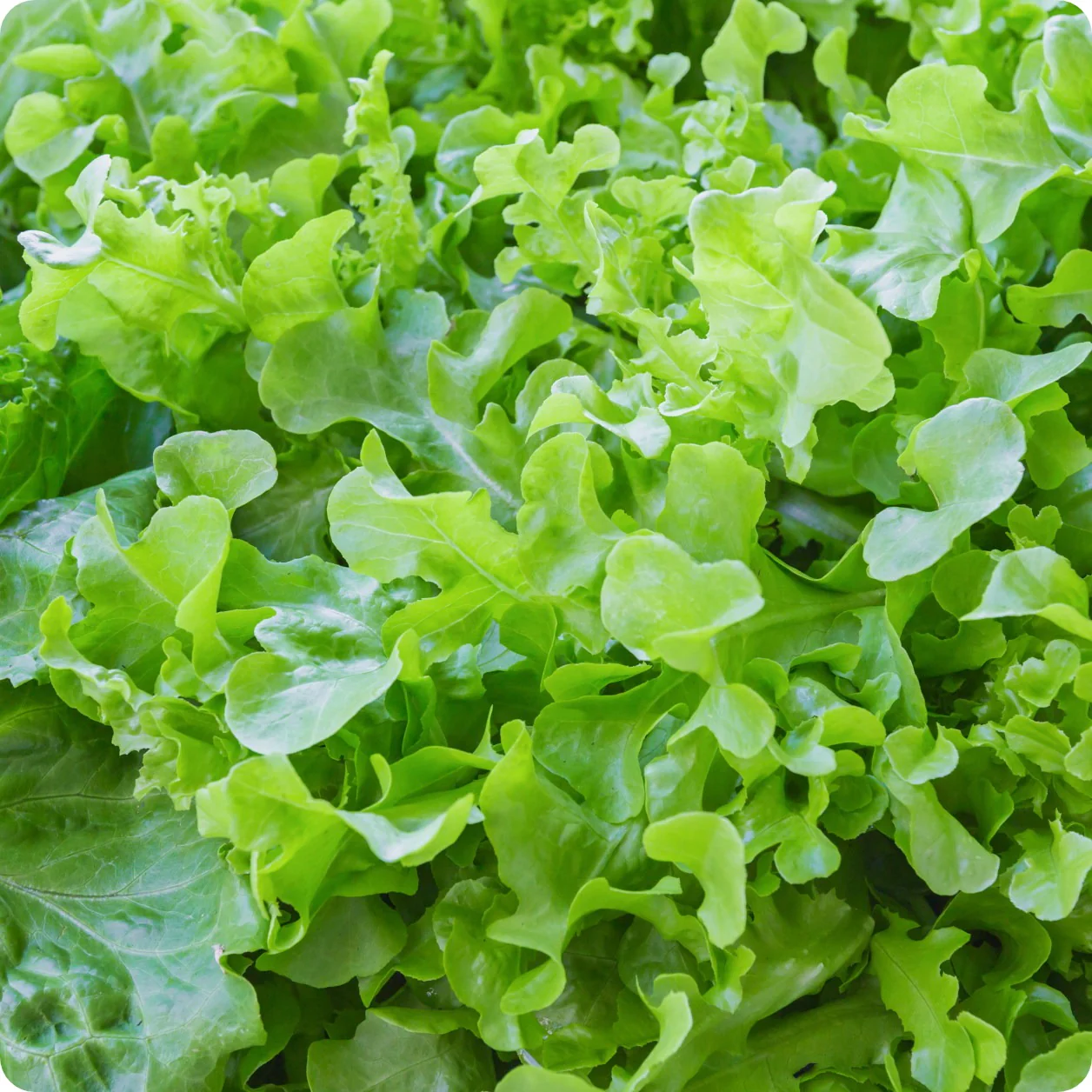 Green Salad Bowl Lettuce