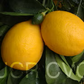 Improved Meyer Lemon Budwood citrus plant material online shopping