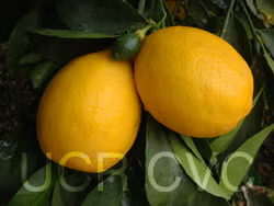 Improved Meyer Lemon Budwood citrus plant material online shopping