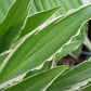 Stiletto Hosta Plants online shopping