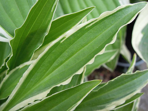 Stiletto Hosta Plants online shopping