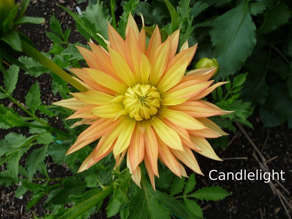 Candlelight Dahlia