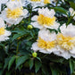 Paeonia Lactiflora Honey Gold