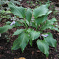 Stir It Up Hosta Plants online shopping