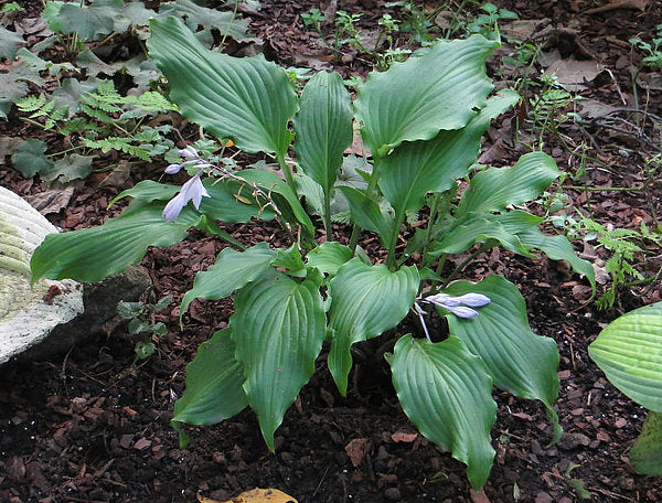 Stir It Up Hosta Plants online shopping