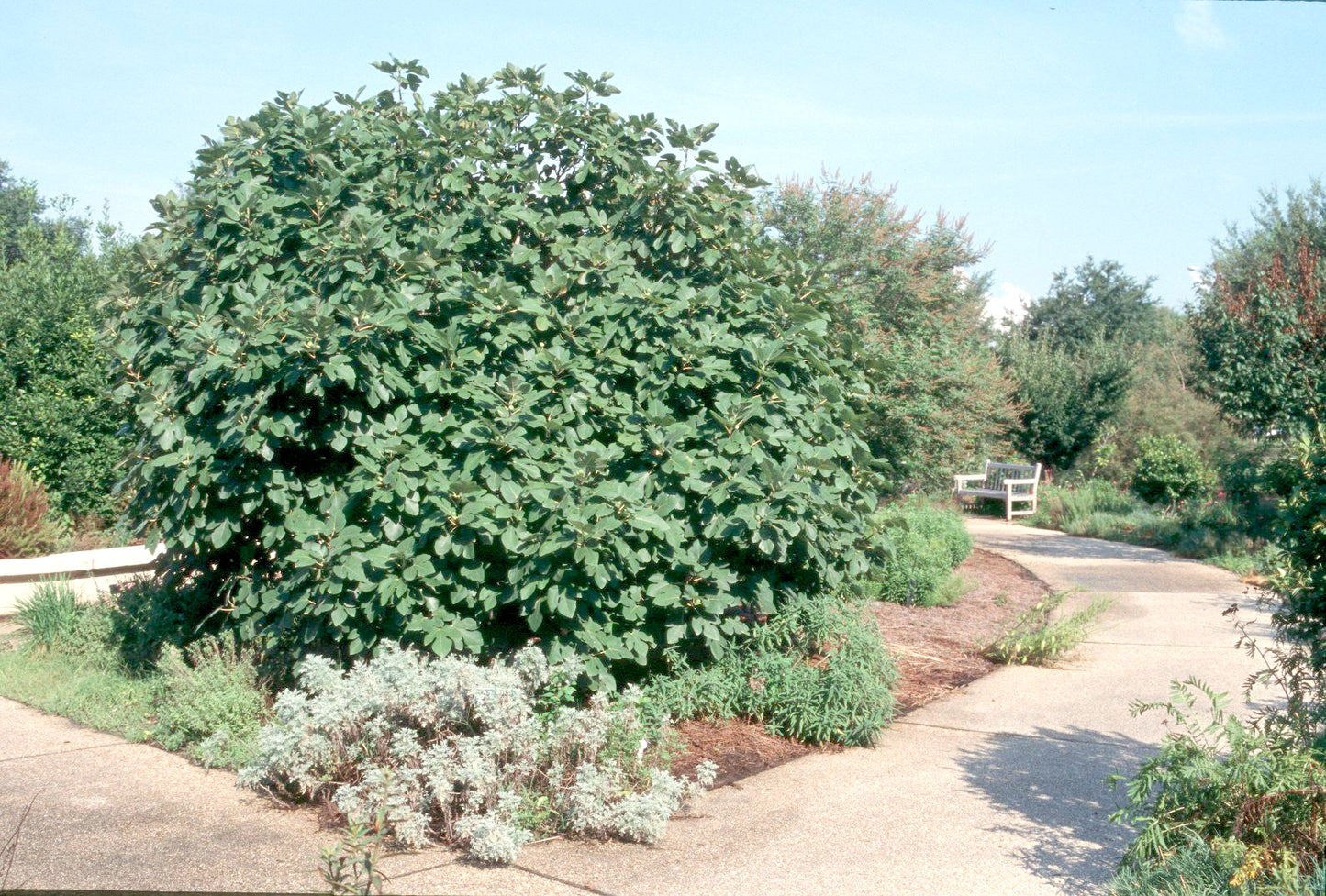 Fig Tree - Figuier