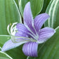 Little White Lines Hosta Plants online shopping